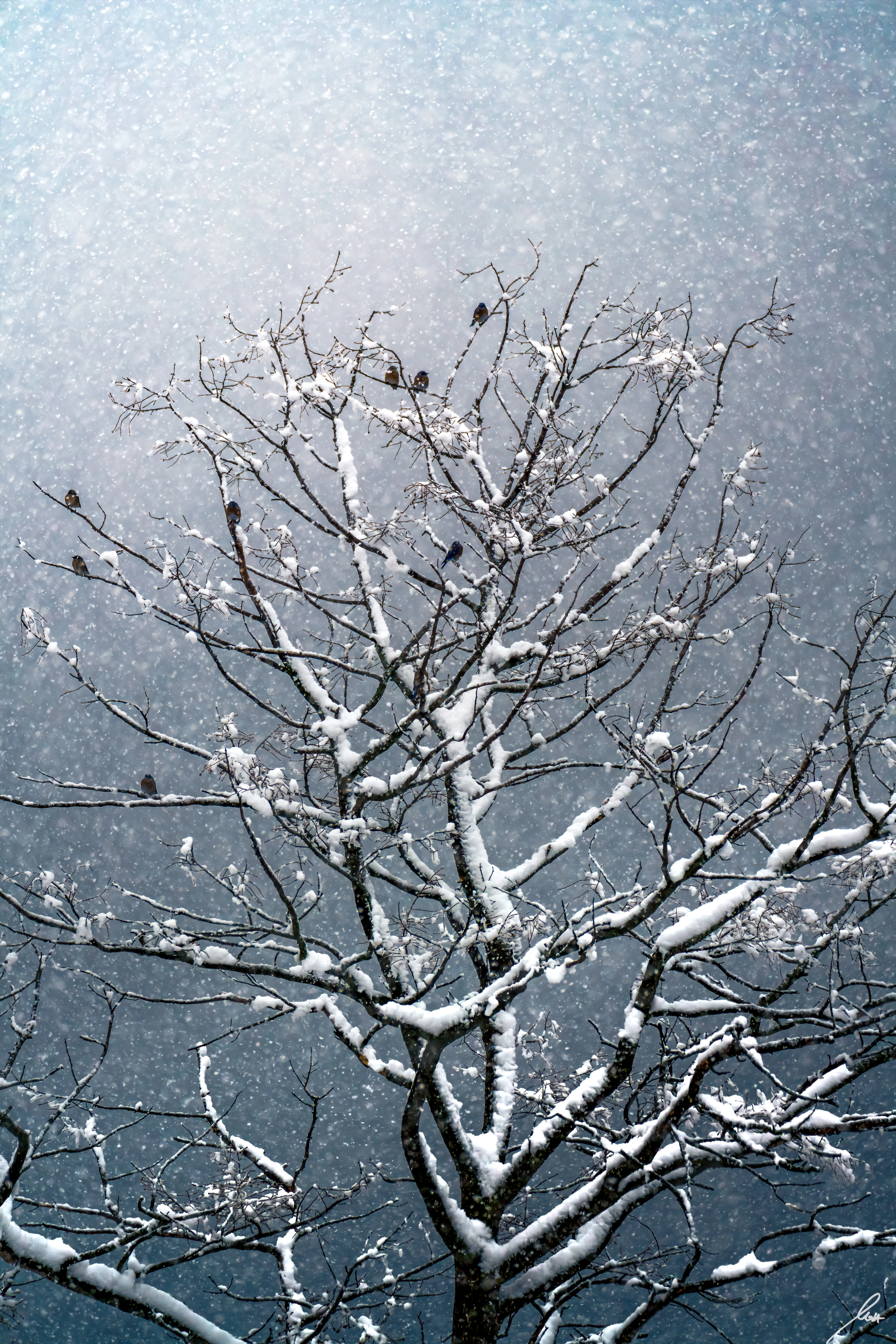 Winter snowfall in the Okanagan